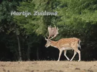 Hertachtigen [Cervidae]